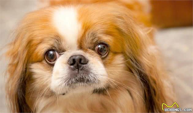 萌宠（狗狗）沟通方式全揭秘：学会这几招，日常交流无压力！