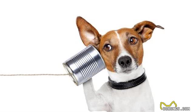 萌宠(狗狗)沟通方式全揭秘:学会这几招,日常交流无压力!