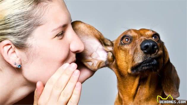 萌宠（狗狗）沟通方式全揭秘：学会这几招，日常交流无压力！