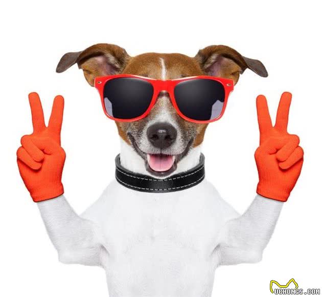 萌宠(狗狗)沟通方式全揭秘:学会这几招,日常交流无压力!