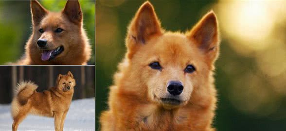 芬兰猎犬的选购技巧