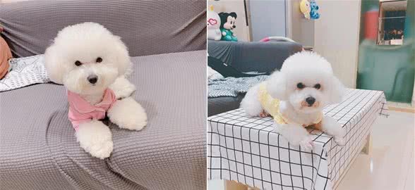 狗狗全身发抖的6个原因，你知道几个？