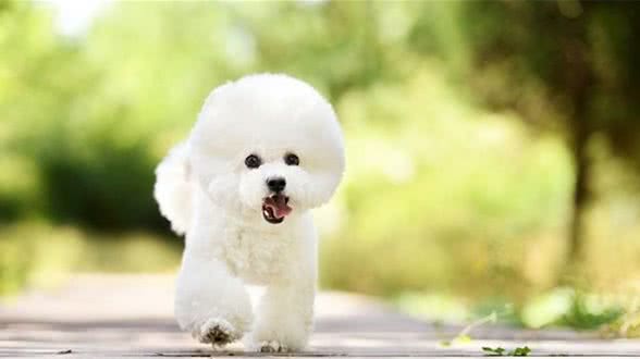 物种百科:比熊犬