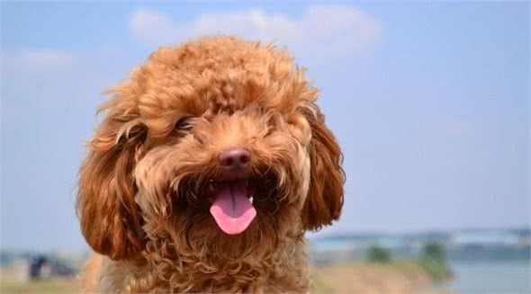 怎么对泰迪犬进行毛发护理？