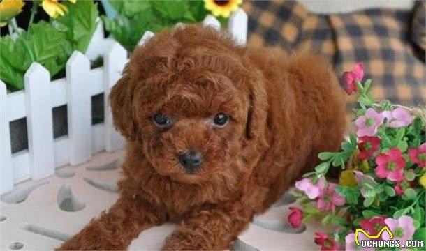 怎么对泰迪犬进行毛发护理？