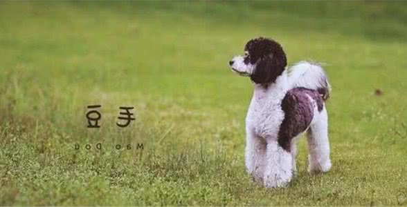 狗狗出门是不是一定得牵绳