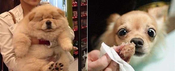 这6种狗狗，脾气真的很不好，没事不要惹它