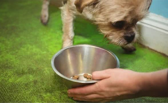 狗狗肠胃不好怎么调理