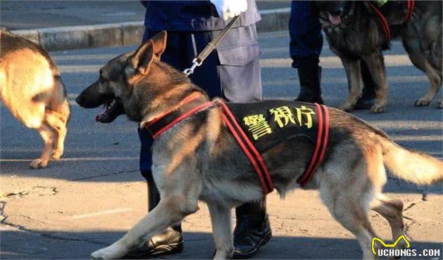 警犬对比宠物狗不高兴？它们其实也喜欢工作，能够释放天性