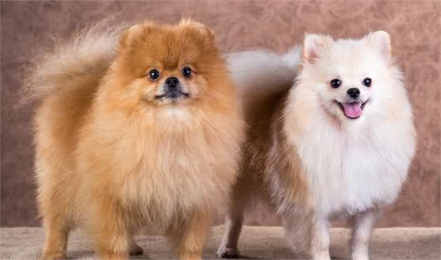 如何训练博美犬？关于吠叫等原因，有什么应对措施？