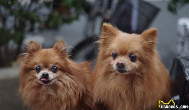 如何训练博美犬？关于吠叫等原因，有什么应对措施？