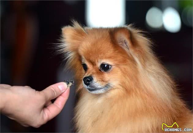 如何训练博美犬？关于吠叫等原因，有什么应对措施？
