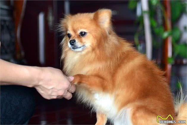 如何训练博美犬？关于吠叫等原因，有什么应对措施？
