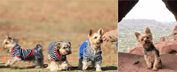 什么年龄吃什么东西，这是约克夏犬?的饲养之道