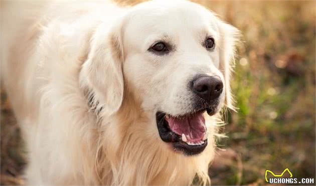 金毛犬几个月大能够训练，金毛犬最好训练时间