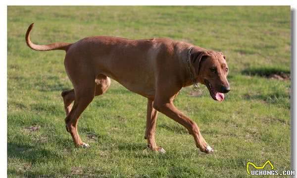 敢猎杀狮子的唯一烈性狗，非洲猎狮犬霸气十足