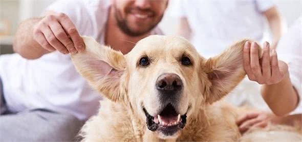 狗狗耳朵不护理，不只会发臭，这些耳部疾病也会找上门