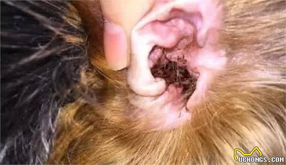 狗狗耳朵不护理，不只会发臭，这些耳部疾病也会找上门