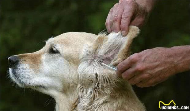 狗狗耳朵不护理，不只会发臭，这些耳部疾病也会找上门