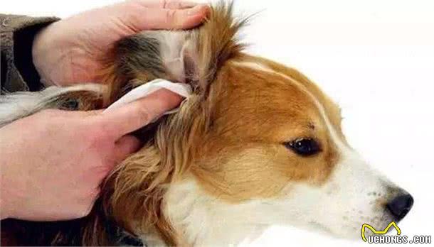 狗狗耳朵不护理，不只会发臭，这些耳部疾病也会找上门