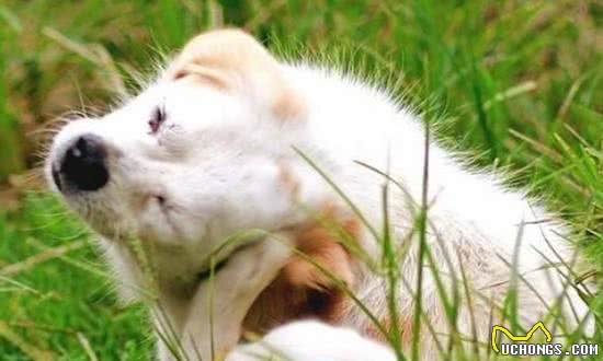 狗狗耳朵不护理，不只会发臭，这些耳部疾病也会找上门