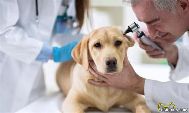 狗狗耳朵不护理，不只会发臭，这些耳部疾病也会找上门