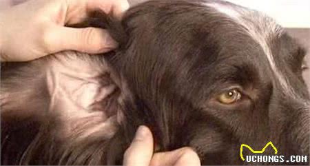 狗狗耳朵不护理，不只会发臭，这些耳部疾病也会找上门