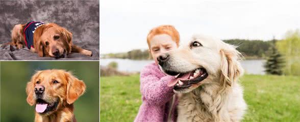 新手家长应当怎么挑选健康金毛犬？