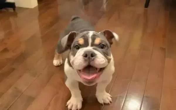 狗狗受凉感冒有什么症状？