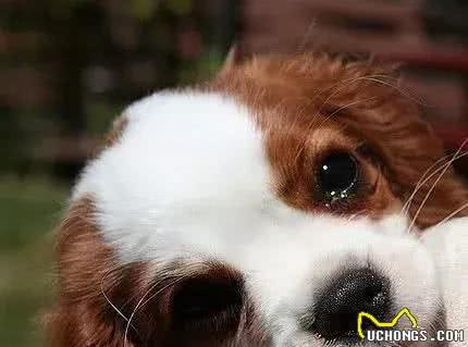 狗狗受凉感冒有什么症状？