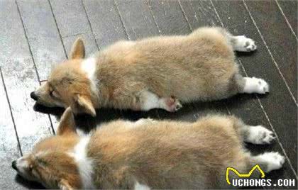 柯基犬日常的5个“癖好”，对此，主人真的啼笑皆非！