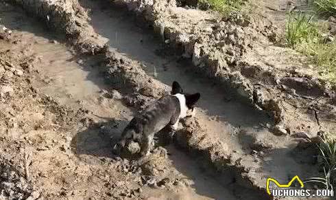 柯基犬日常的5个“癖好”，对此，主人真的啼笑皆非！