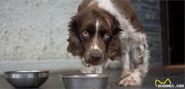 给狗狗买犬粮，要先瞄一眼成分表，这4种成分都不是好东西