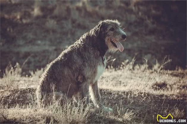 爱尔兰的国犬—爱尔兰猎狼犬