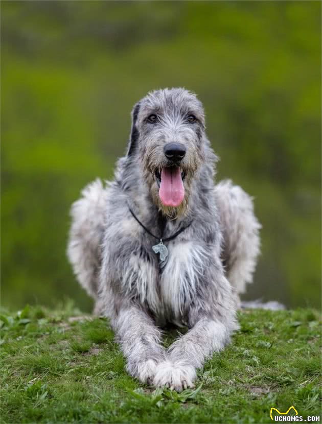 爱尔兰的国犬—爱尔兰猎狼犬