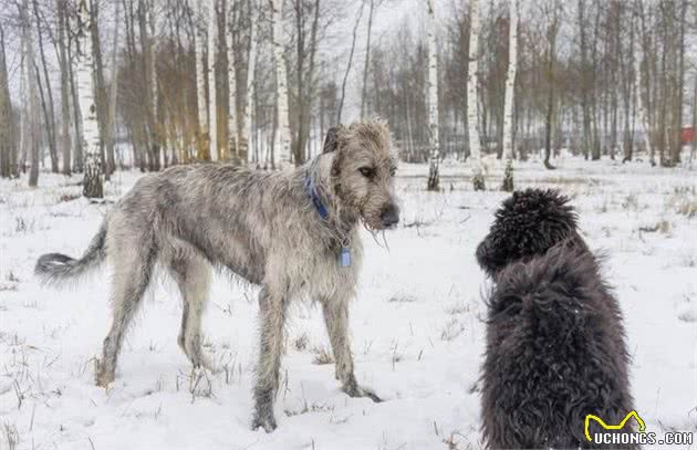 爱尔兰的国犬—爱尔兰猎狼犬