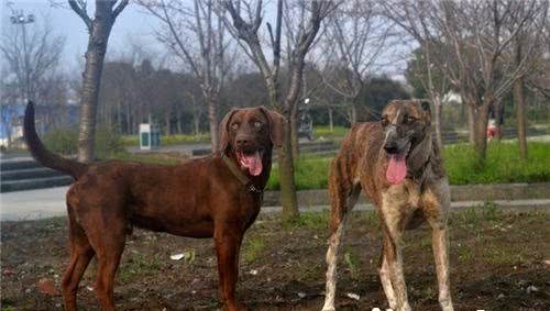 细犬和萨路基的区别细犬与萨路基的起源
