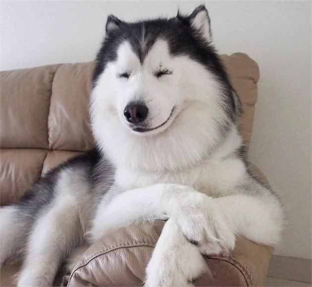 爱狗也要把握方法，牢记对狗狗过于溺爱，特别是在喂食方面