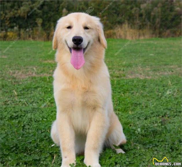 爱狗也要把握方法，牢记对狗狗过于溺爱，特别是在喂食方面