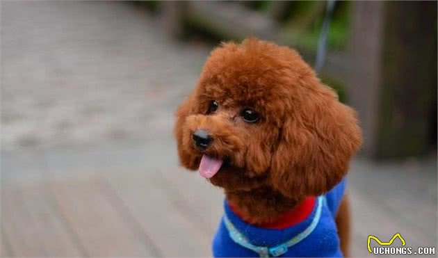 爱狗也要把握方法，牢记对狗狗过于溺爱，特别是在喂食方面