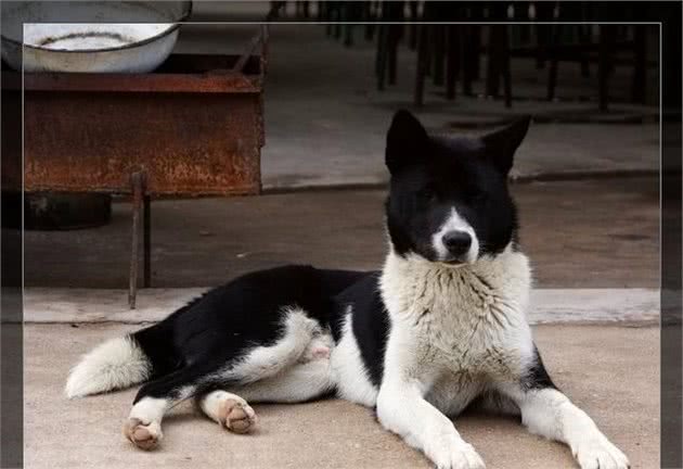 中国犬种第一弹，看完这些你还会想养外国的狗狗吗？