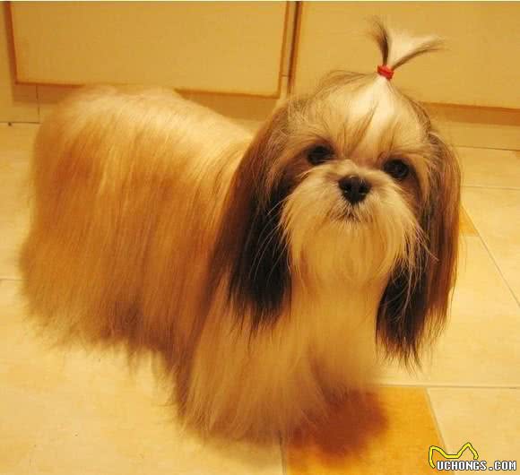 中国犬种第一弹，看完这些你还会想养外国的狗狗吗？