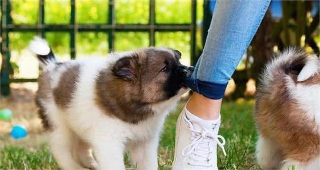 如何纠正幼犬咬人的坏习惯?一味放纵不可取,不然“后患无穷”
