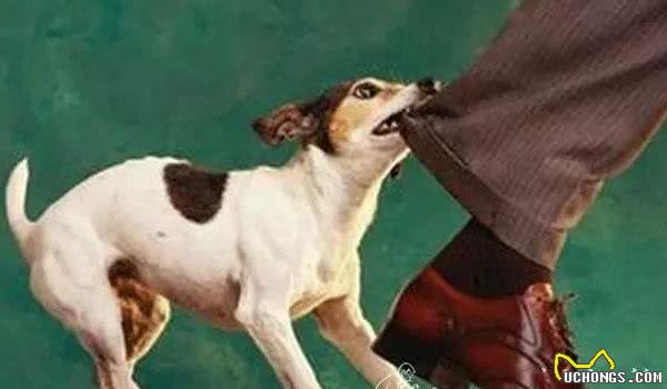 如何纠正幼犬咬人的坏习惯?一味放纵不可取,不然“后患无穷”