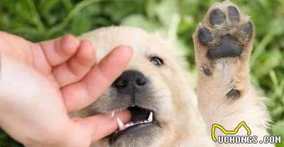 如何纠正幼犬咬人的坏习惯?一味放纵不可取,不然“后患无穷”