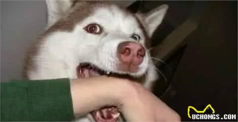 如何纠正幼犬咬人的坏习惯?一味放纵不可取,不然“后患无穷”
