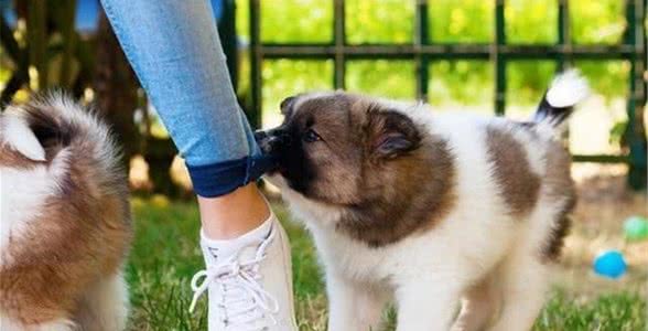 如何纠正幼犬咬人的坏习惯?一味放纵不可取,不然“后患无穷”