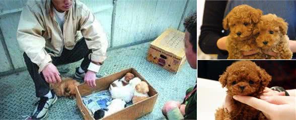 挑选狗狗要注意，只需这5招，防止挑到“星期狗”！