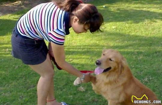 幼犬的管教训练，眼神交流，效果显著