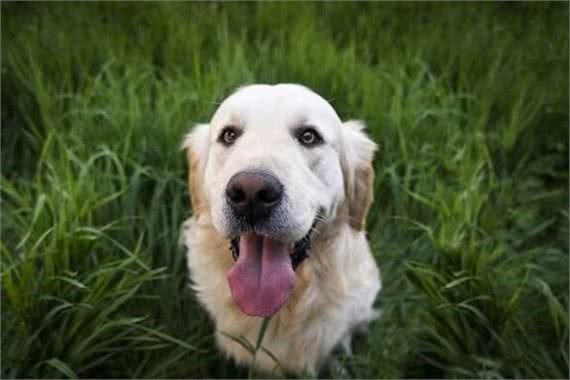 狗狗会做这5件事，说明它的智商很高，不训练就浪费了